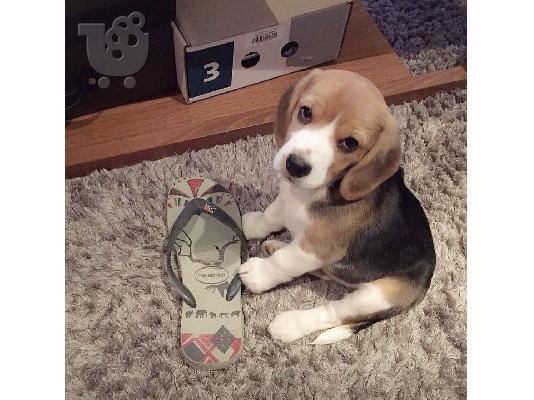 PoulaTo: Όμορφα κουτάβια Beagle